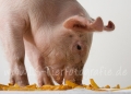 01 Schwein gehabt
